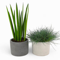 Concrete Planter Ø15cm – Minimalist, robust, versatile — Ansicht 2