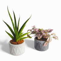 Vazona Concrete Plant Pot Ø 10 cm with Felt Pads — Ansicht 2