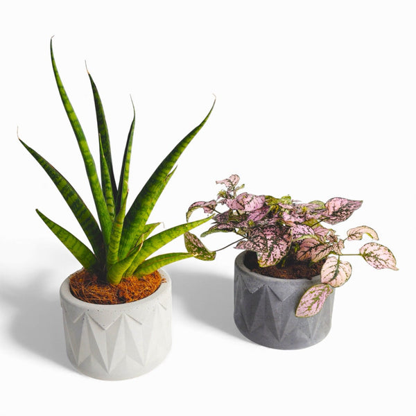 Vazona Concrete Plant Pot Ø 10 cm with Felt Pads