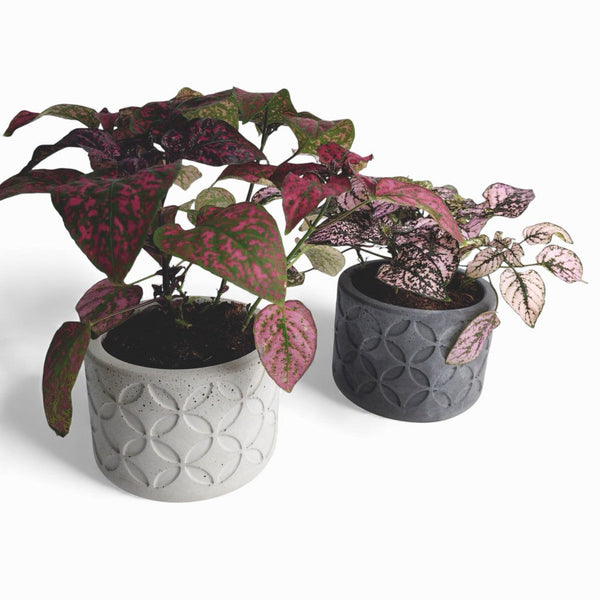 Olla Blumentopf aus Beton Ø 10 cm mit Filzfüßen