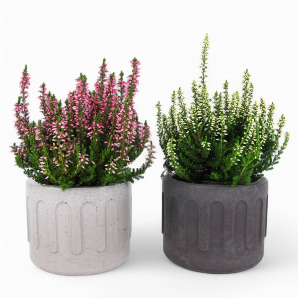 Tinn Plant Pot Ø10cm Concrete – Minimalist & Robust