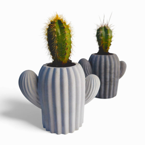 Cactu Kaktus aus Beton mit Filzfüßen | Handworkz