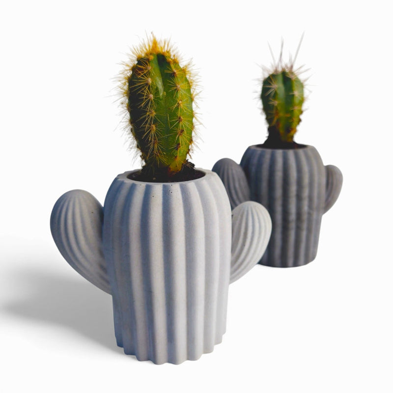 Cactu Kaktus aus Beton mit Filzfüßen | Handworkz — Ansicht 2