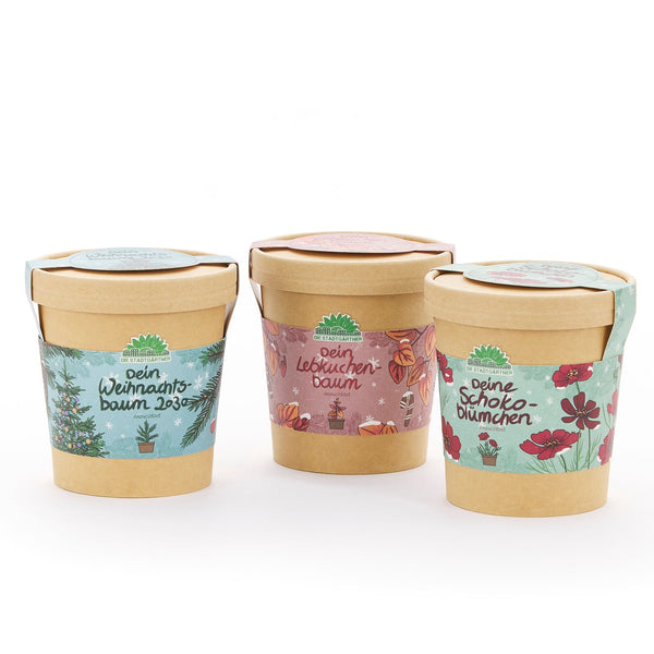 Festive Seed Growing Kit – 3 Christmas Varieties from Die Stadtgärtner
