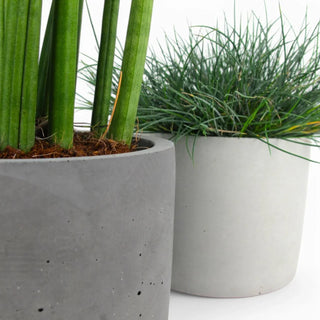 Maceta | Blumentopf Ø15cm aus Beton – Minimalistisch | Robust | Vielseitig