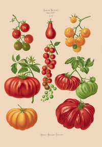 Tomatoes Chart – Fine Art Print | UV-resistant | Botanical Poster — Ansicht 4