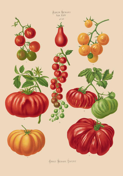 Tomatoes Chart – Fine Art Print | UV-resistant | Botanical Poster