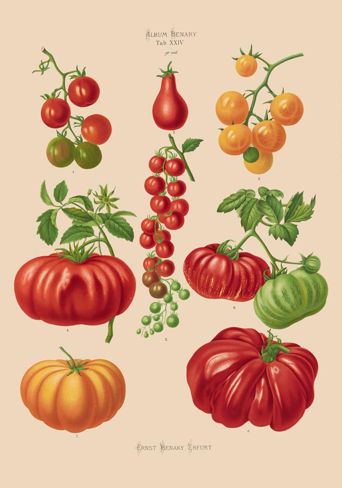 Tomatoes Chart – Fine Art Print | UV-resistant | Botanical Poster — Ansicht 4