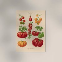Tomatoes Chart – Fine Art Print | UV-resistant | Botanical Poster — Ansicht 3