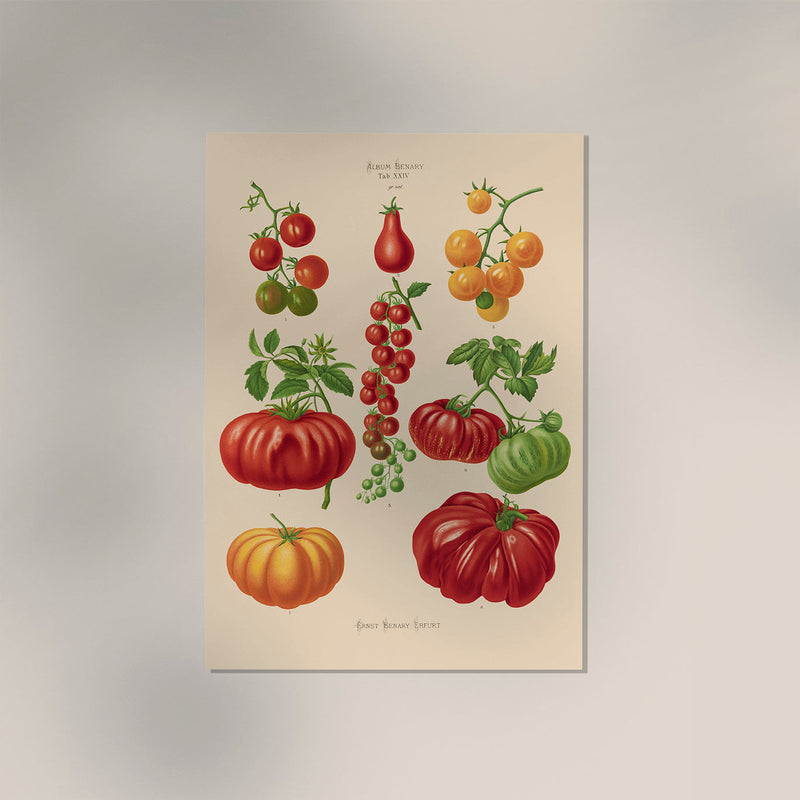 Tomatoes Chart – Fine Art Print | UV-resistant | Botanical Poster — Ansicht 3