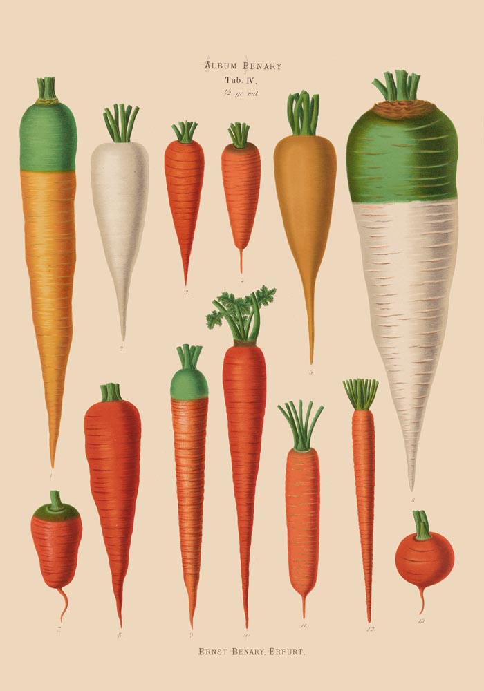 Carrots Chart Botanical Poster – Historische Tafel Fine Art Canvas — Ansicht 4