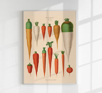 Carrots Chart Botanical Poster – Historische Tafel Fine Art Canvas — Ansicht 1