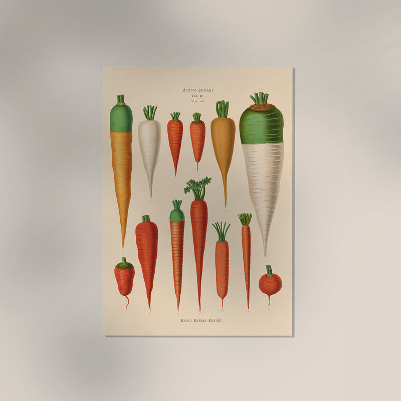 Carrots Chart Botanical Poster – Historische Tafel Fine Art Canvas — Ansicht 3