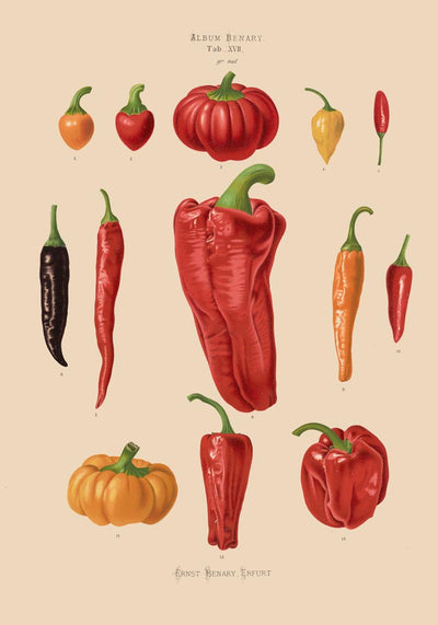 Chili and Peppers Chart Botanical Poster – Fine Art Print