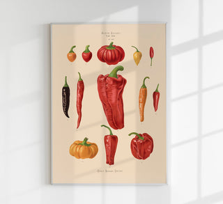 Chili and Peppers Chart Botanical Poster – Fine Art Print