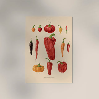 Chili and Peppers Chart Botanical Poster – Botanical | Fine Art | Canvas