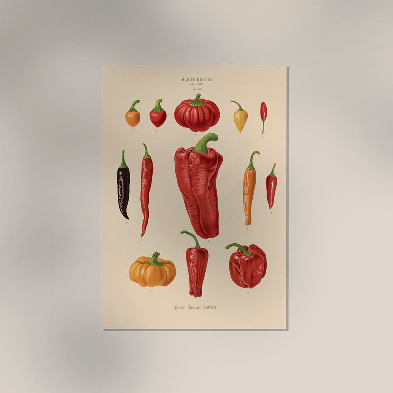 Chili and Peppers Chart Botanical Poster – Fine Art Print — Ansicht 3