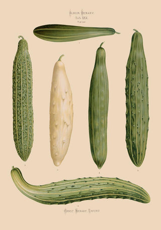 Cucumbers Chart – Botanical Poster | Fine Art Print | Grüne Gemüseillustration