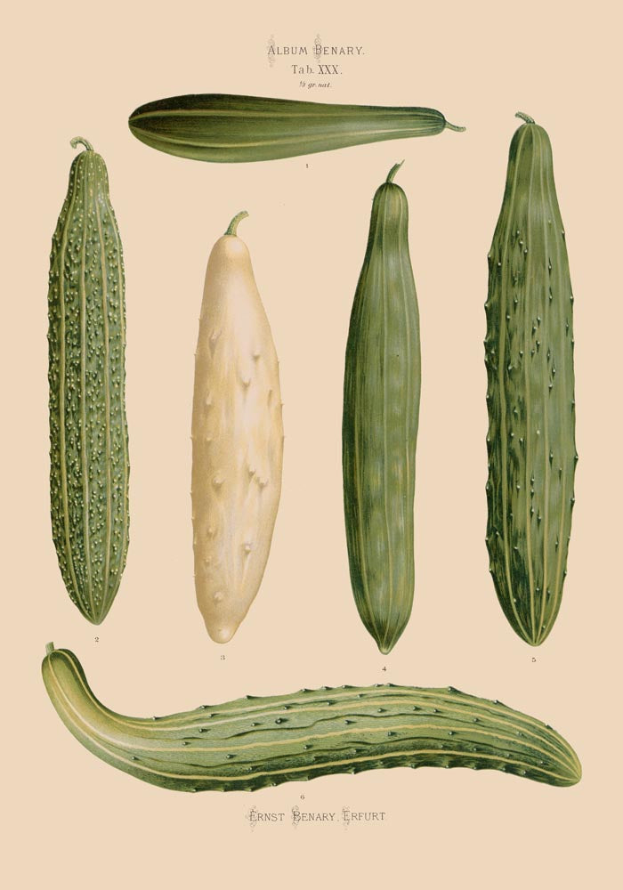 Cucumbers Chart – Botanical Poster | Fine Art Print | Grüne Gemüseillustration — Ansicht 4