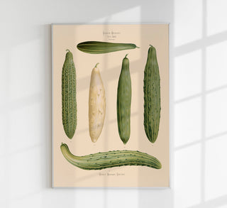 Cucumbers Chart – Botanical Poster | Fine Art Print | Grüne Gemüseillustration