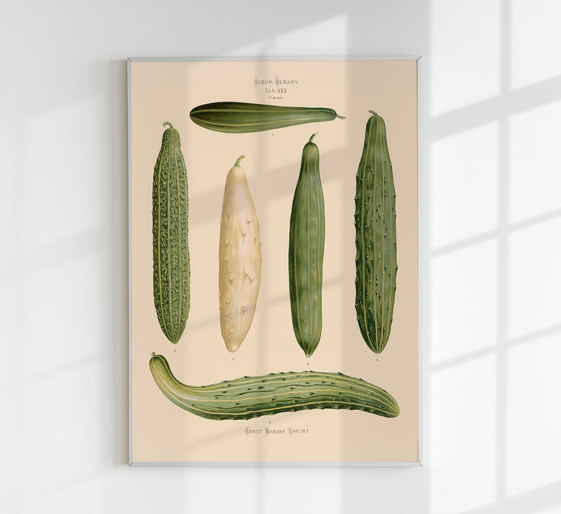 Cucumbers Chart – Botanical Poster | Fine Art Print | Grüne Gemüseillustration — Patroa Studio