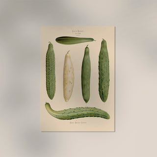 Cucumbers Chart – Botanical Poster | Fine Art Print | Grüne Gemüseillustration