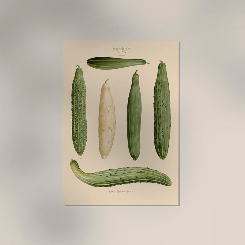 Cucumbers Chart – Botanical Poster | Fine Art Print | Grüne Gemüseillustration — Ansicht 3