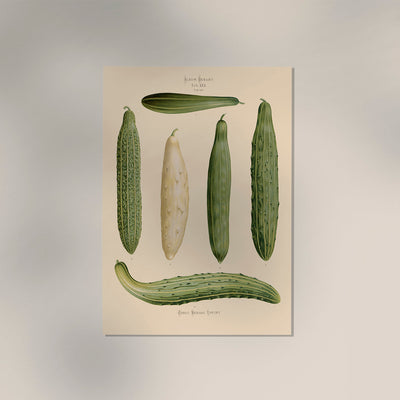 Cucumber Chart – Botanical Poster | Fine Art Print | Green Vegetable Illustration