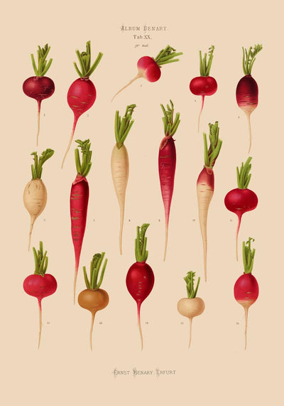 Radishes Chart – Botanischer Kunstdruck UV-resistent | Fine Art Poster von Patroa Studio