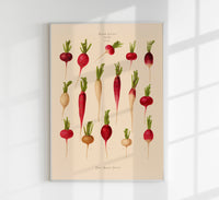 Radishes Chart – Botanischer Kunstdruck UV-resistent | Fine Art Poster von Patroa Studio — Ansicht 1