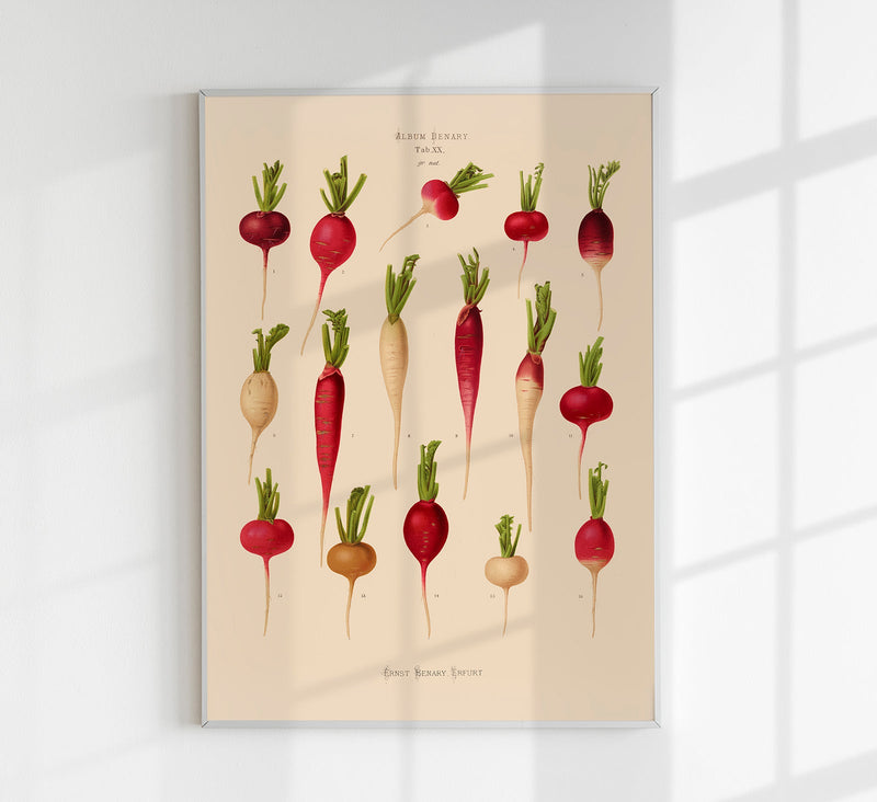 Radishes Chart – Botanischer Kunstdruck UV-resistent | Fine Art Poster von Patroa Studio — Patroa Studio