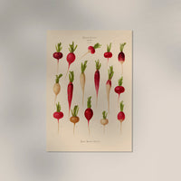 Radishes Chart – Botanischer Kunstdruck UV-resistent | Fine Art Poster von Patroa Studio — Ansicht 3