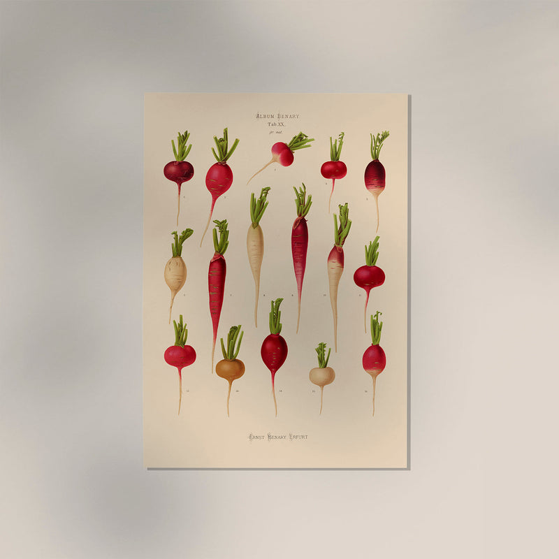 Radishes Chart – Botanischer Kunstdruck UV-resistent | Fine Art Poster von Patroa Studio — Ansicht 3