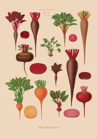 Beets Chart Botanical Poster – Fine Art Paper or Canvas, UV Archival — Ansicht 4