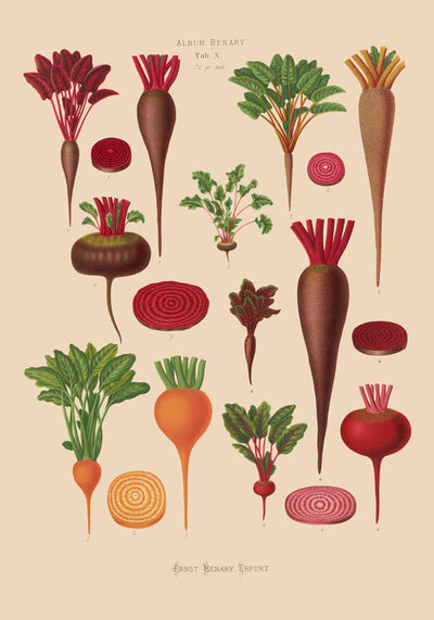Beets Chart Botanical Poster – Fine Art Paper or Canvas, UV Archival