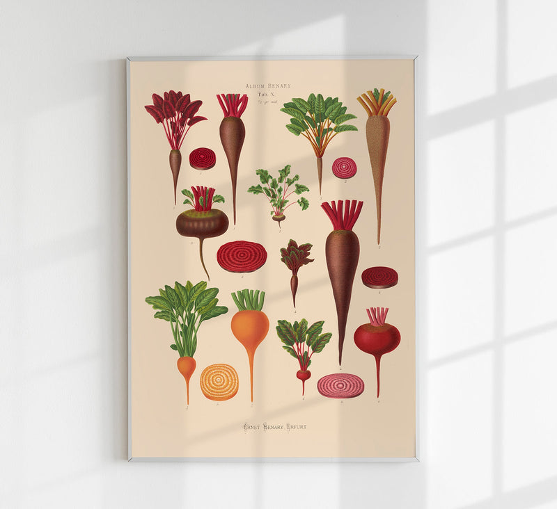 Beets Chart Botanical Poster – Fine Art Paper or Canvas, UV Archival — Patroa Studio