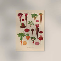 Beets Chart Botanical Poster – Fine Art Paper or Canvas, UV Archival — Ansicht 3