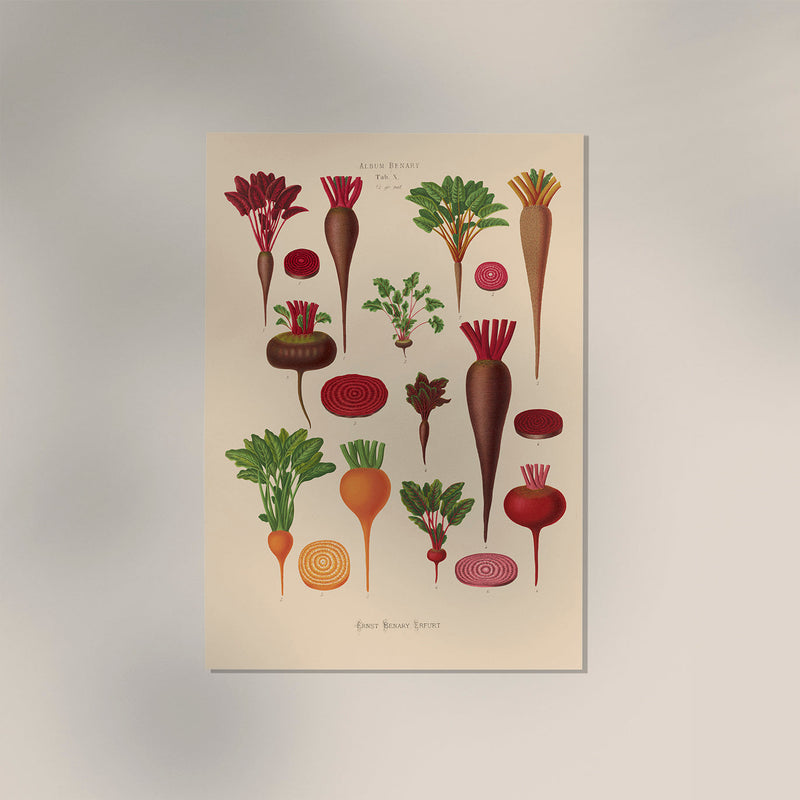 Beets Chart Botanical Poster – Fine Art Paper or Canvas, UV Archival — Ansicht 3
