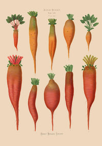 Chard Root - Botanical Chart Poster | Fine Art Canvas — Ansicht 4