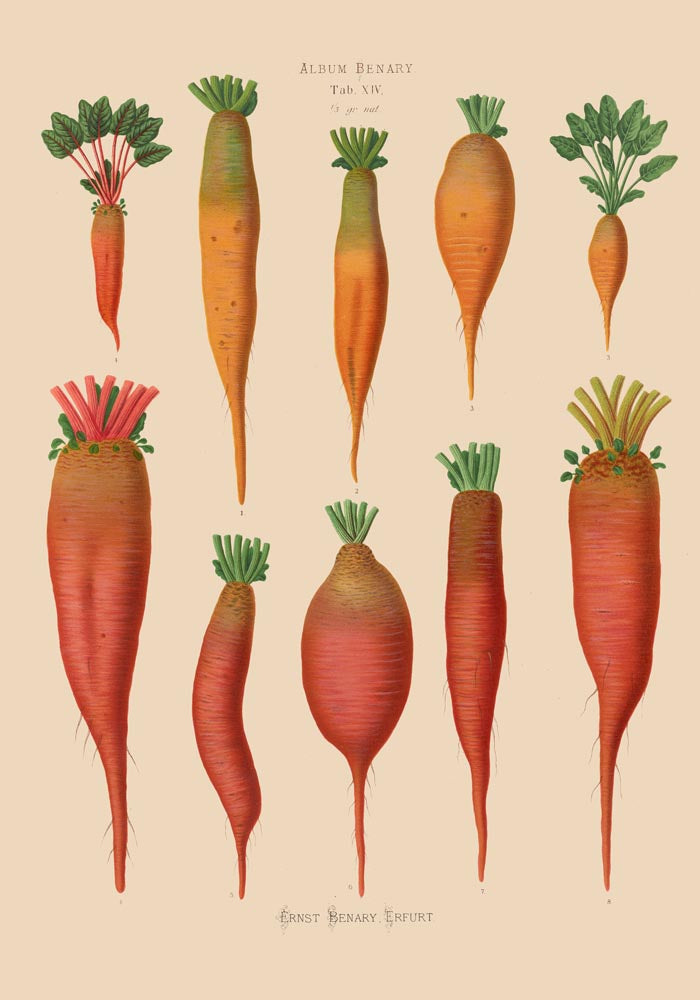 Chard Root - Botanical Chart Poster | Fine Art Canvas — Ansicht 4