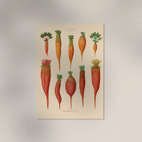 Chard Root - Botanical Chart Poster | Fine Art Canvas — Ansicht 3