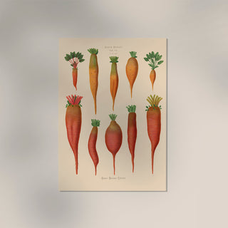 Mangoldwurzel – Botanisches Chart | Vintage Poster | Pflanzenkunde