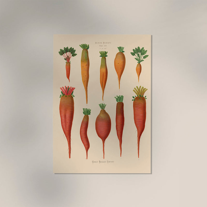 Chard Root - Botanical Chart Poster | Fine Art Canvas — Ansicht 3