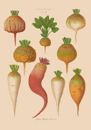 Mangelwurzel – Botanisches Chart | Vintage Poster | Pflanzenkunde
