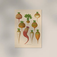 Mangelwurzel – Botanical Chart Poster | Fine Art Canvas — Ansicht 3