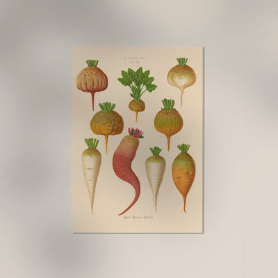 Mangelwurzel – Botanical Chart Poster | Fine Art Canvas
