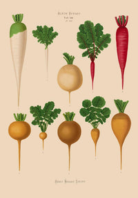 Radish Chart Nr. 2 – Botanical Art Print | UV-Resistant Fine Art Poster — Ansicht 4