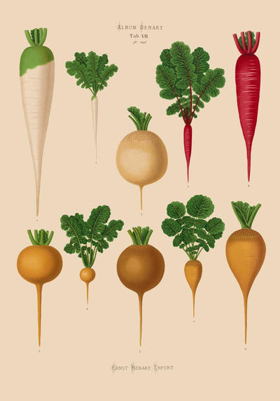 Radish Chart Nr. 2 – Botanical Art Print | UV-Resistant Fine Art Poster