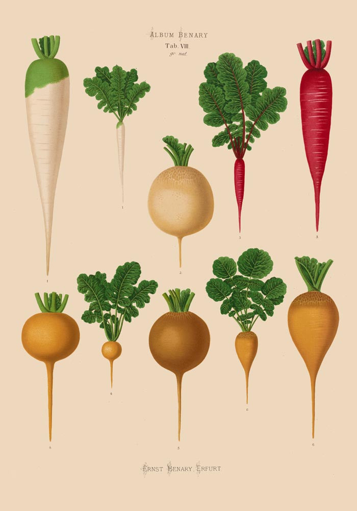 Radish Chart Nr. 2 – Botanical Art Print | UV-Resistant Fine Art Poster — Ansicht 4