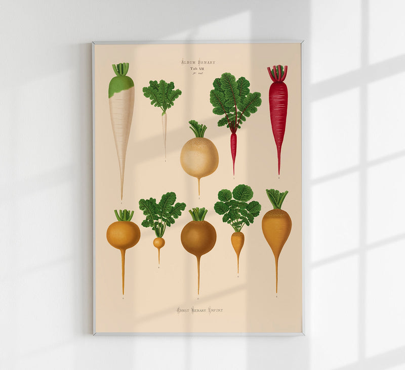 Radish Chart Nr. 2 – Botanical Art Print | UV-Resistant Fine Art Poster — Patroa Studio